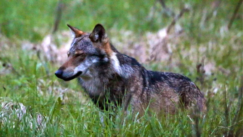 Wachsende Wolfspopulation: Die Anzahl Wölfe in der Schweiz wird auf rund 150 geschätzt. (Archivbild)