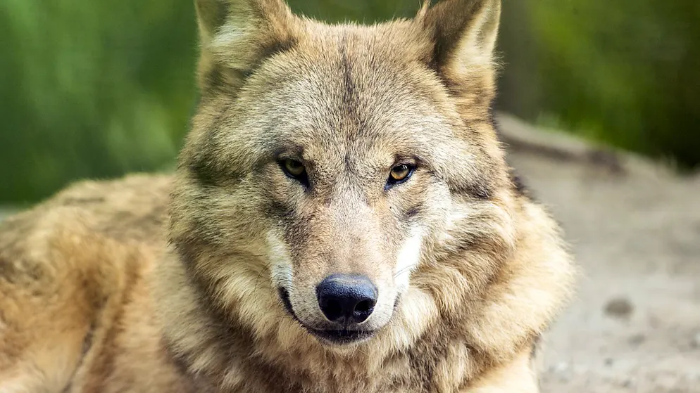 Für drei Wölfe in Graubünden und im Wallis hat das letzte Stündlein geschlagen. Dieses Exemplar tut Schafen nichts, es lebt im Zoo Zürich. (Archivbild)