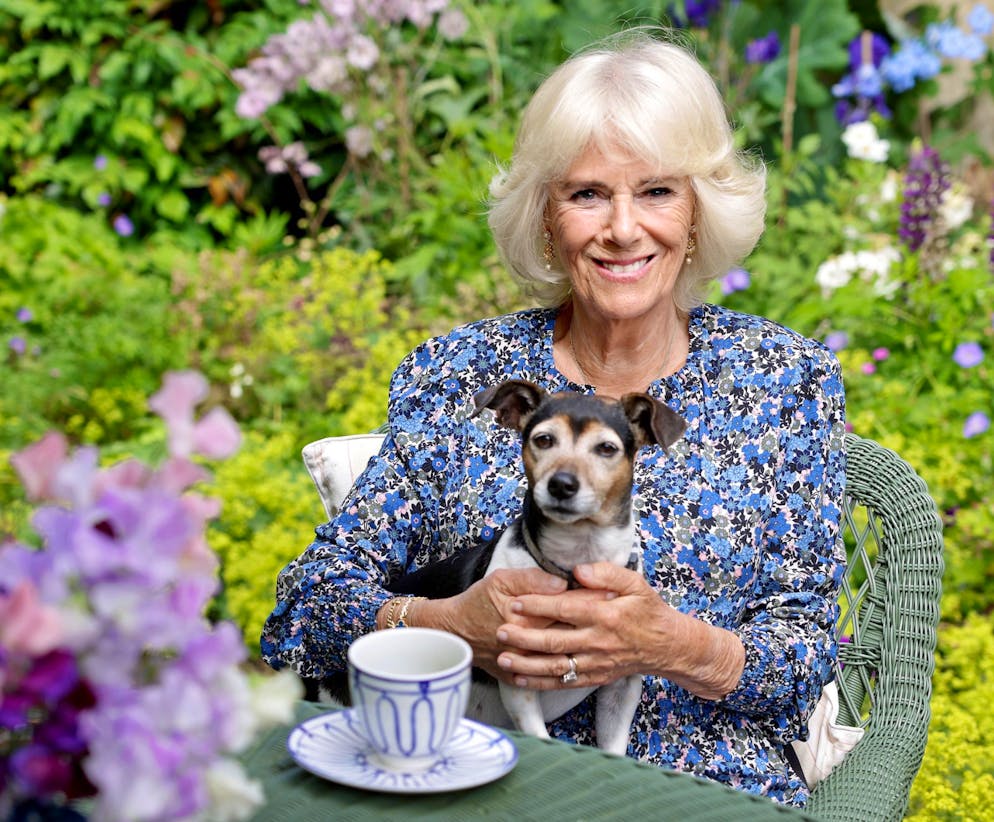 Die Karriere von Camilla: Von der meistgehassten Frau des Landes zur Queen. Camilla soll in grosse Fussstapfen treten: Hinter den Mauern des Buckingham-Palastes wird bereits alles dafür vorbereitet, ... 