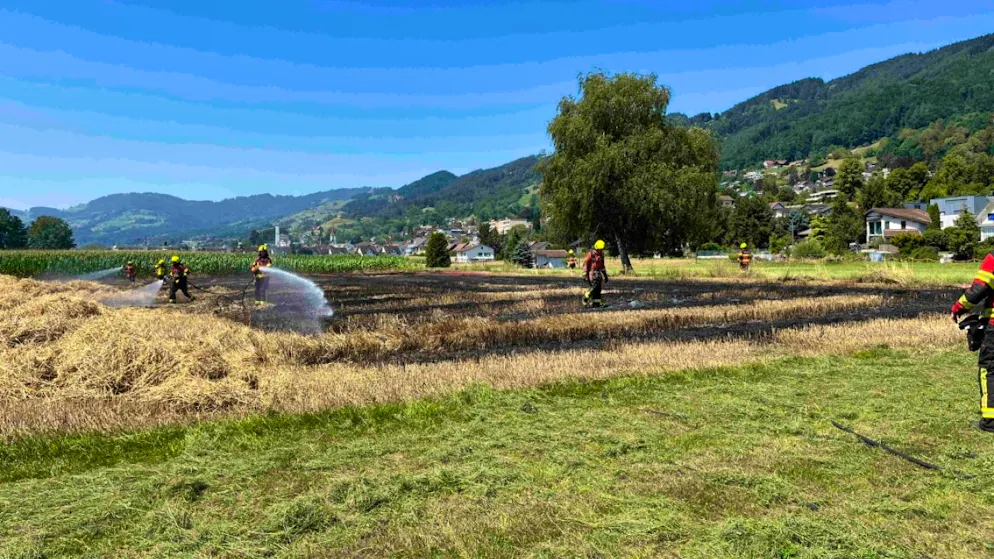 Das Maisfeld in Balgach wurde ein Raub der Flammen.
