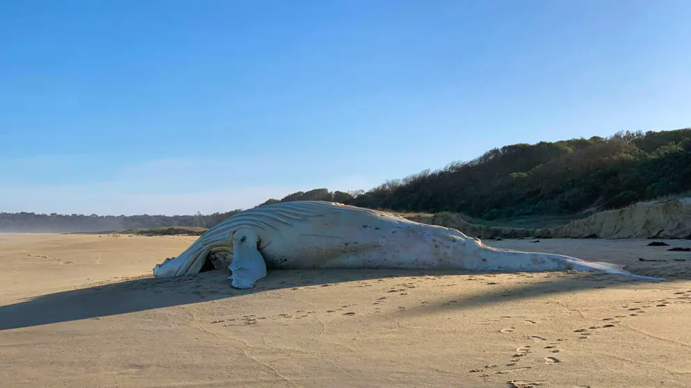 A supplied image obtained on Sunday, July 17, 2022, shows the body of a white whale found dead on a Mallacoota beach in Victorias East Gippsland region. Wildlife scientists are working to establish if a white whale carcass that washed up on a Victorian beach is that of well-known albino humpback Migaloo. (AAP Image/Supplied by Cade Mooney) NO ARCHIVING, EDITORIAL USE ONLY, MANDATORY CREDIT