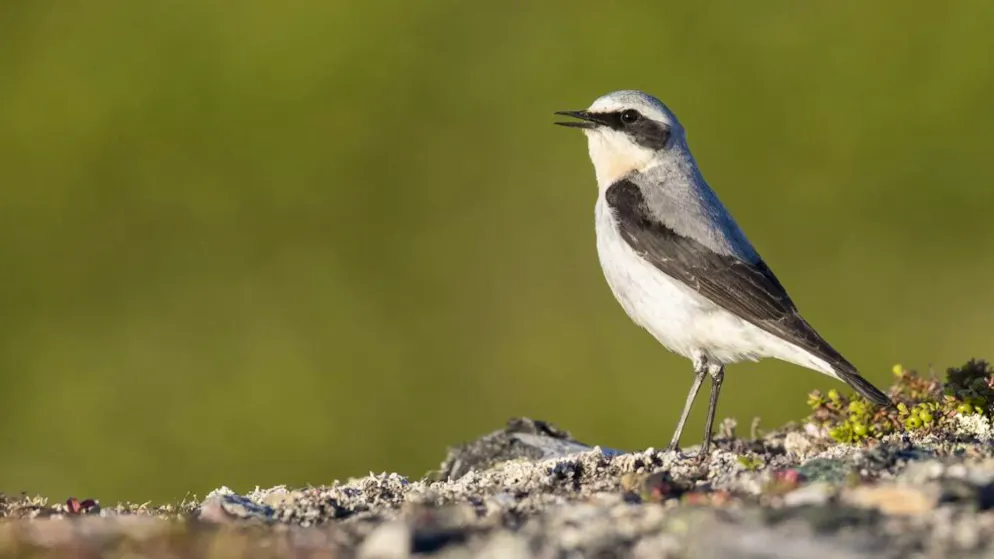Der Steinschmätzer ist in der Schweiz vor allem in den Alpen und im Westjura anzutreffen.