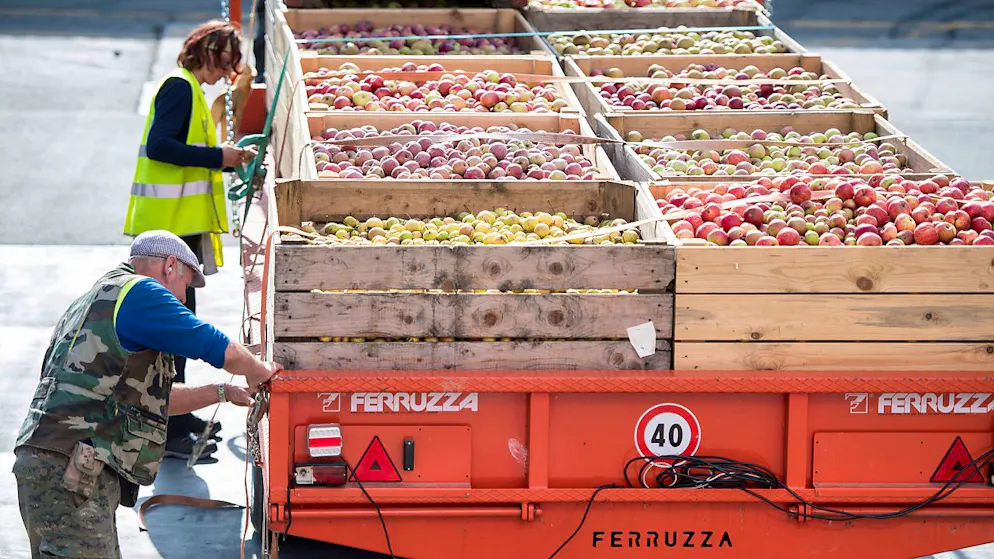 Die Apfelernte 2022 beginnt früher als üblich: Anlieferung von Mostäpfeln in der Mosterei Sursee LU. (Archivbild)