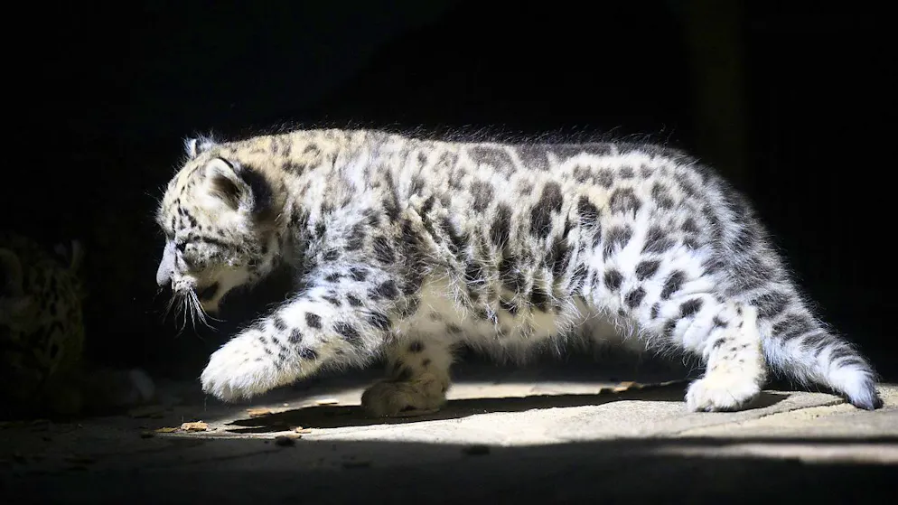 Nachwuchs bei Schneeleoparden in Waadtländer Zoo - Gallery. Der Schneeleopard ist gefährdet und der Zoo in Servion nimmt an einem internationalen Programm zur Rettung der Art teil.