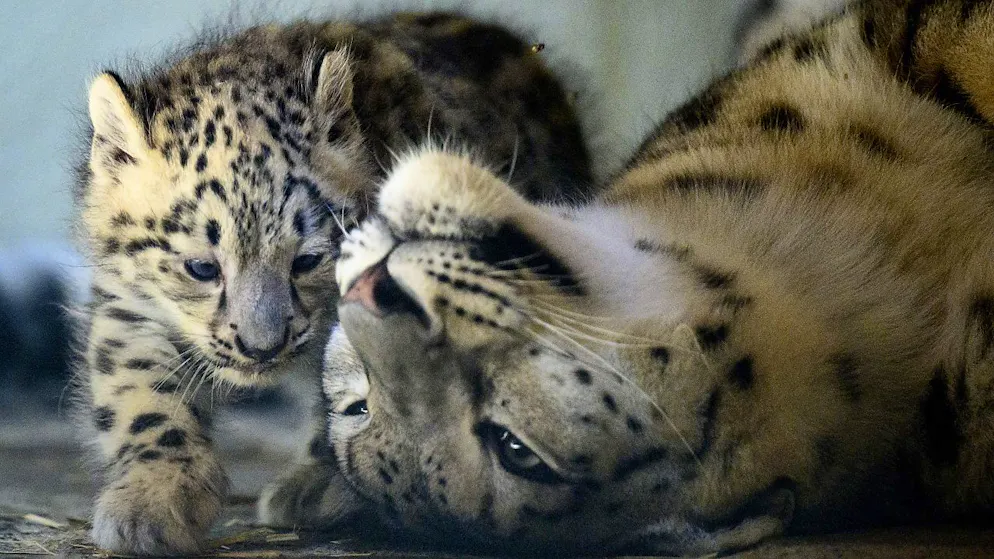 Nachwuchs bei Schneeleoparden in Waadtländer Zoo - Gallery. Mutter Guilda und die beiden Jungen werden so wenig wie möglich gestört.