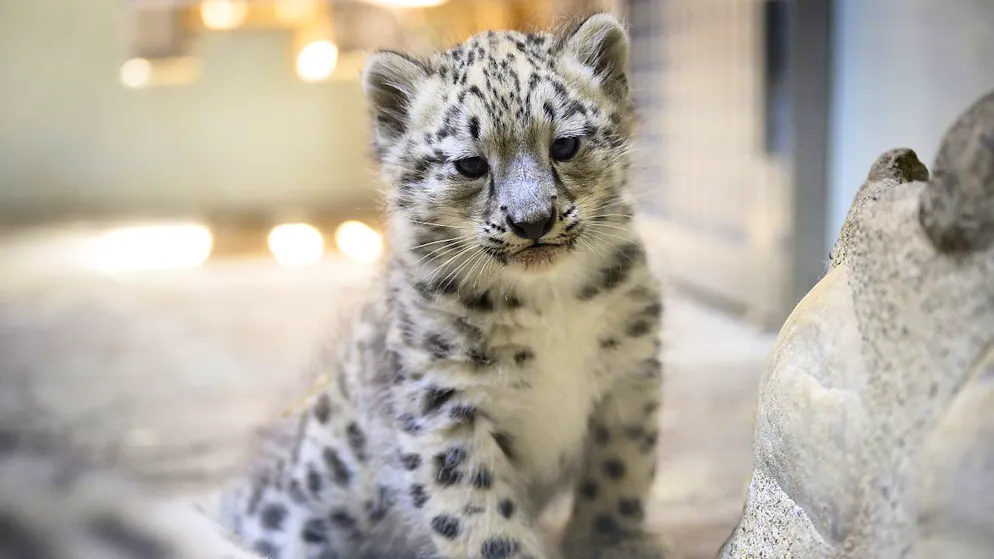 Nachwuchs bei Schneeleoparden in Waadtländer Zoo - Gallery. Die Schneeleoparden bleiben bis zu einem Alter von etwa 18 Monaten in Servion. Danach ziehen sie in andere Tierpärke um.