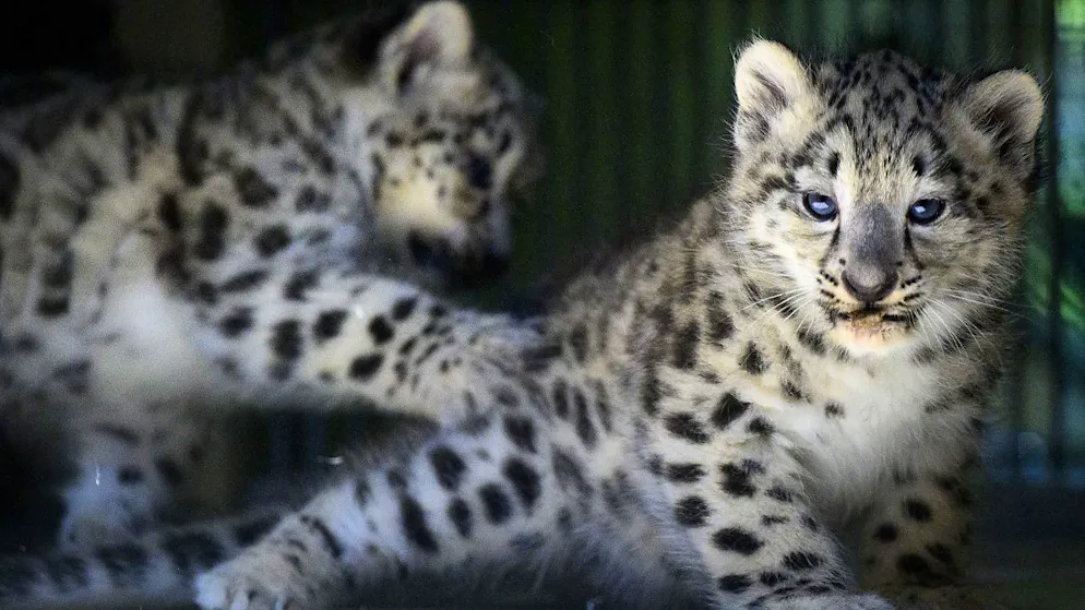 Nachwuchs bei Schneeleoparden in Waadtländer Zoo - Gallery. Derzeit verbringen die beiden kleinen Panther viel Zeit mit Herumbalgen.