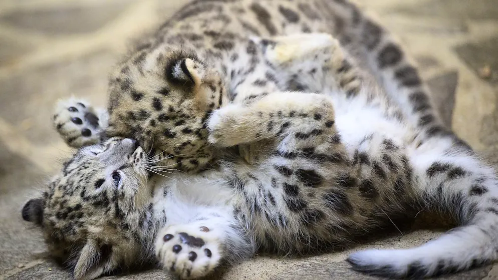 Nachwuchs bei Schneeleoparden in Waadtländer Zoo - Gallery. Die beiden kleinen Schneeleoparden werden mit jedem Tag aktiver und grösser.
