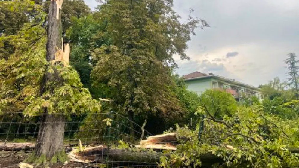 Gewitter und Sturm fegten am Mittwochabend mit einer derartigen Stärke durch Basel, dass etliche Bäume umknickten wie Streichhölzer.