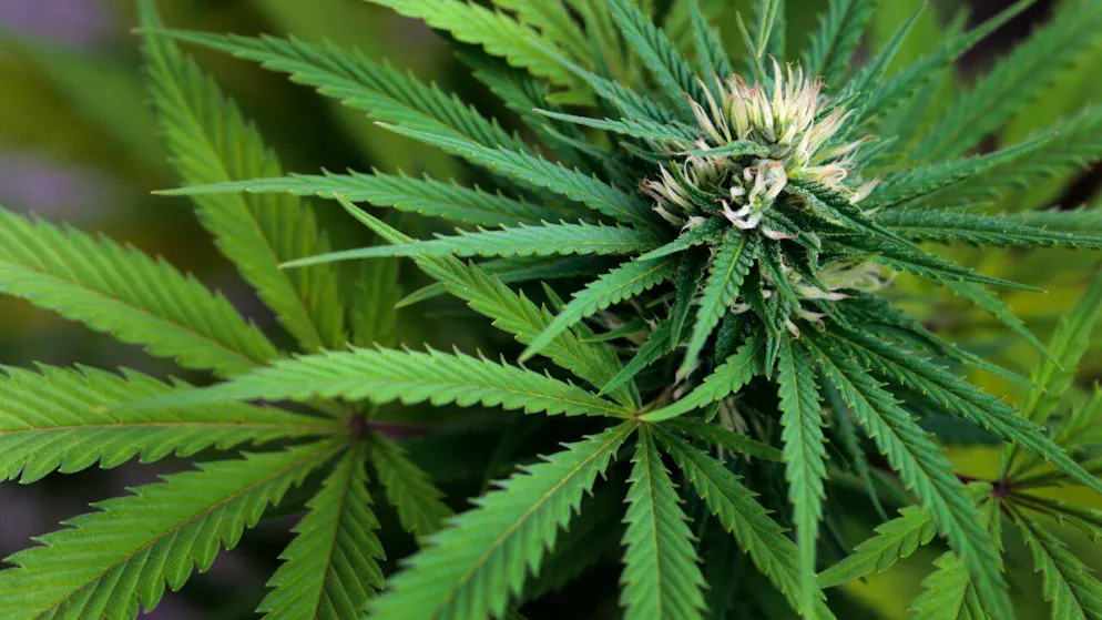 Die Polizei stellte bei einem 30-jährigen Niederländer 29 Kilogramm Marihuana sicher. (Symbolbild)