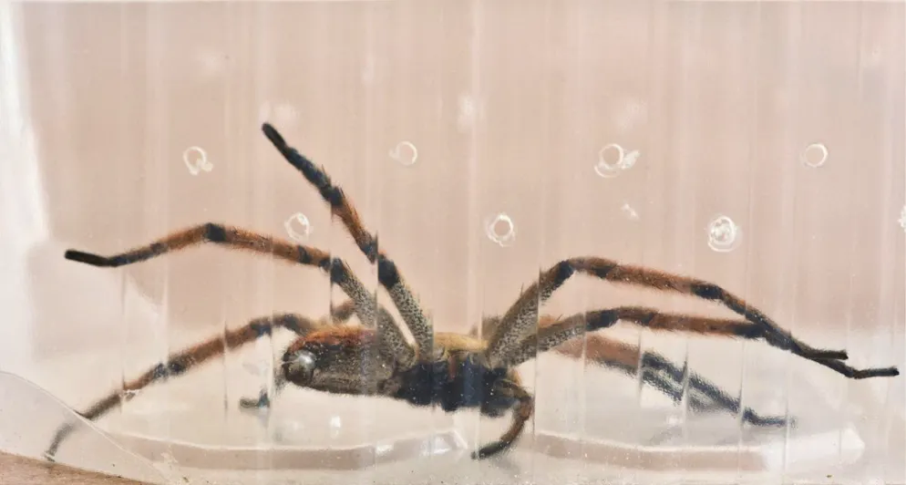 Eine Brasilianische Wanderspinne sitzt in einer Plastikschale mit Luftlöchern. (Archivbild) 