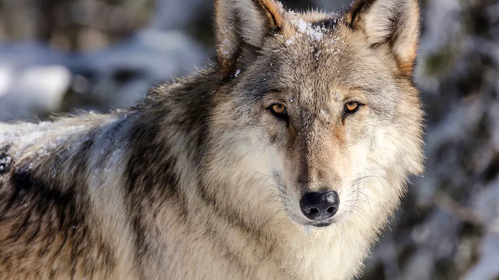 Ungemütliche Begegnung im Puschlav: Ein Mensch wird von einem Wolf angeknurrt. 