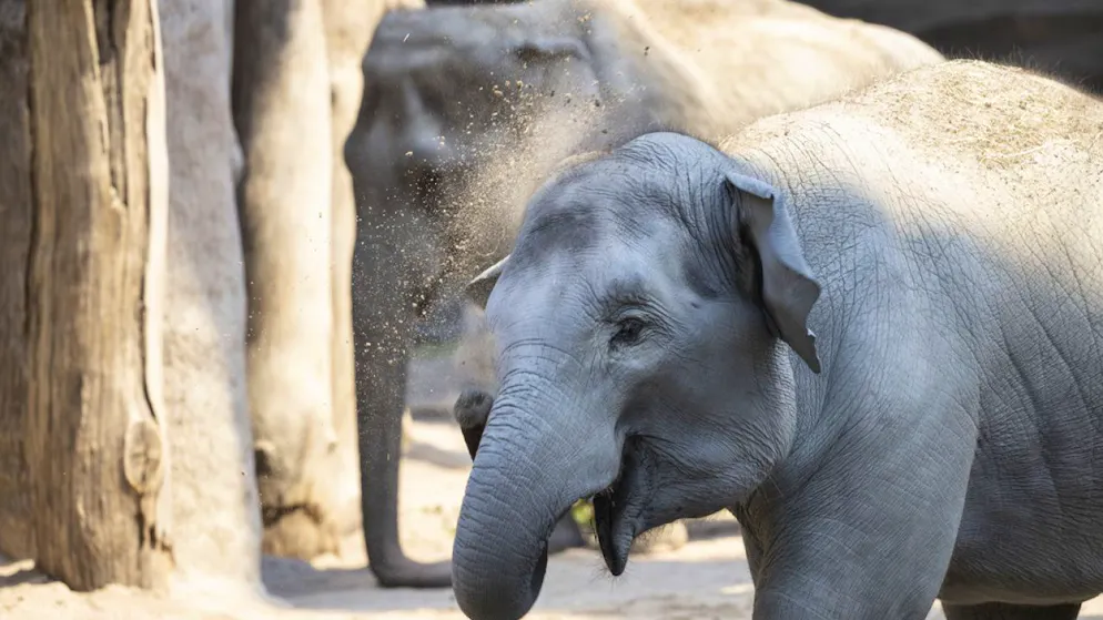 Die Elefantenherde im Zoo Zürich ist zuletzt markant ausgedünnt worden.