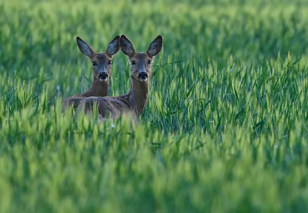 So schützt du dein Haustier vor der Knallerei. Wenn die Raketen knallen und Leuchtfeuer in den Himmel schiessen, können Rehe in Panik geraten. (Symbolbild)