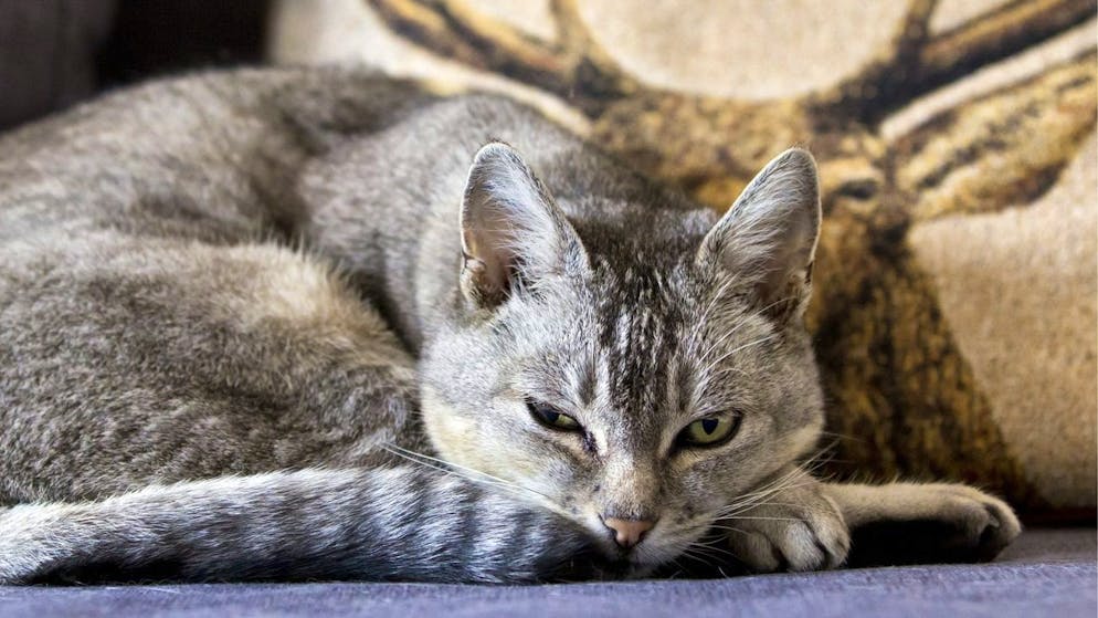 Feuerwerk am 1. August. So schützt du dein Haustier vor der Knallerei