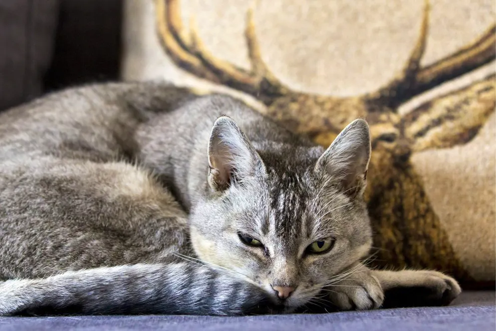 So schützt du dein Haustier vor der Knallerei. Katzen sollten am 1. August gar nicht erst ins Freie gelassen werden. (Symbolbild)