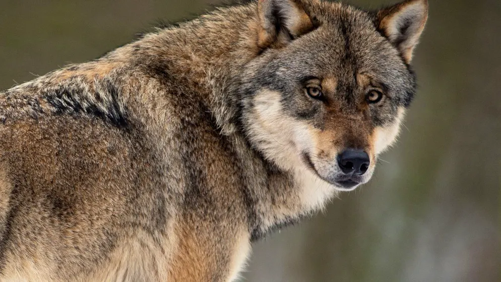 Der Kanton Glarus lässt einen Einzelwolf erlegen, der innert vier Monate 15 Nutztiere gerissen haben soll. (Symbolbild)