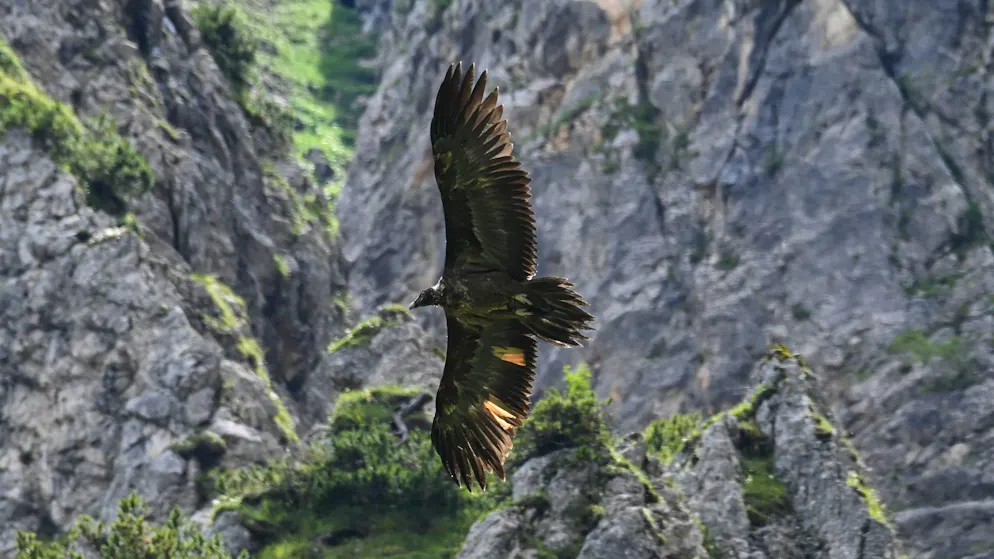 Das Bartgeier-Weibchen Wally fliegt auf dem undatierten Foto im Nationalpark Berchtesgaden durch die Lüfte.
