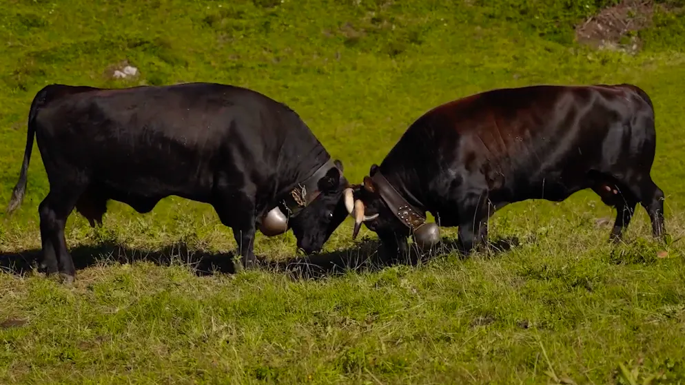 «Nicht nur in Ringkämpfen gehen die Tiere aufeinander los, sondern auch in ihrem natürlichen Lebensraum hier auf der Alp», sagt Nationalrätin Friedli über die Eringerkühe.