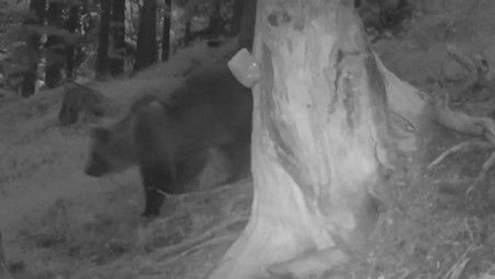 Ticino/Svizzera. Runner ucciso da un orso in Trentino, c'è il rischio anche da noi?