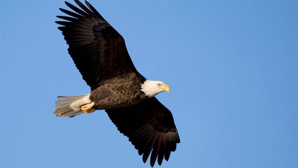 Sans tirer de conclusions définitives, Mme Hanssen a noté que «ce comportement ressemble à celui que l'on voit chez des oiseaux qui ont grandi en captivité» (photo prétexte).