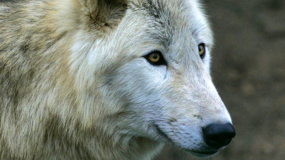 Vidéo stupéfiante. «Je n'en croyais pas mes yeux» - Un loup épate les scientifiques