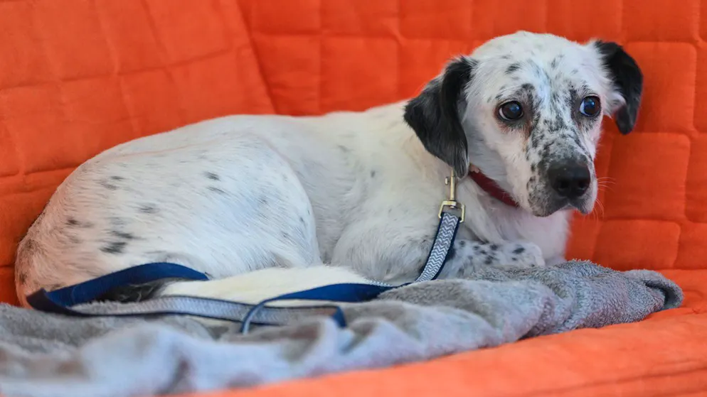 Leckerlis können Hunden die Angst vor dem Lärm nehmen.