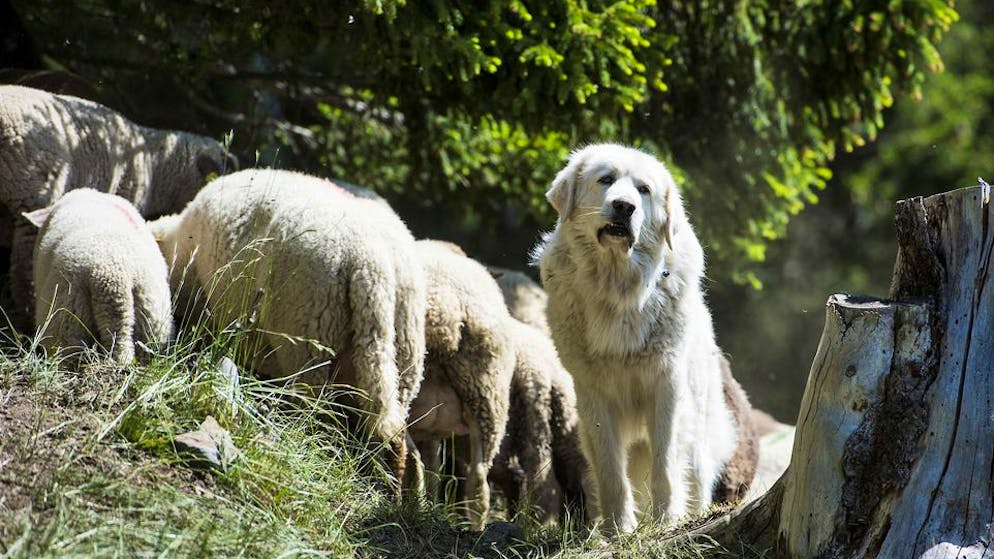 Nez à nez en rando. Faut-il craindre le «grand méchant» patou?