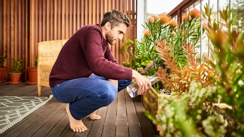 Wasser, das man zum Salat waschen oder Gemüse putzen verwendet hat, kann man auf dem Balkon Zweitverwerten. 