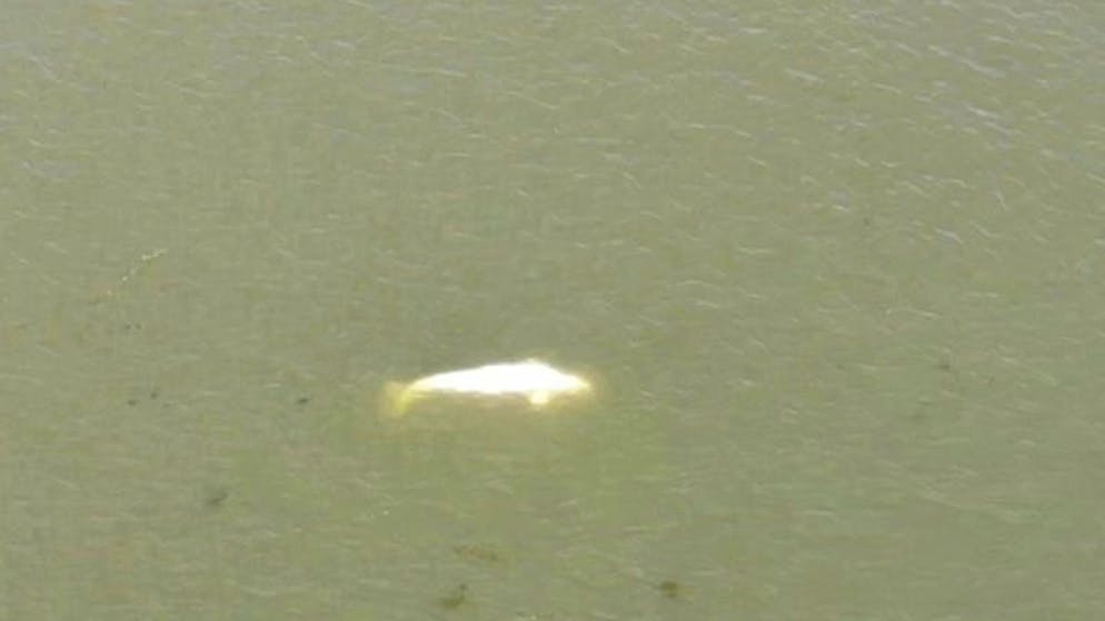 Von der Arktis nach Paris. Beluga verirrt sich in die Seine