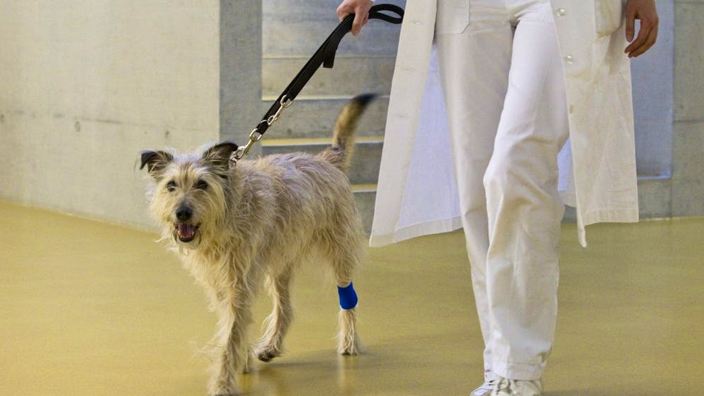 Animali. «Il mondo veterinario ticinese sta diventando una giungla?»