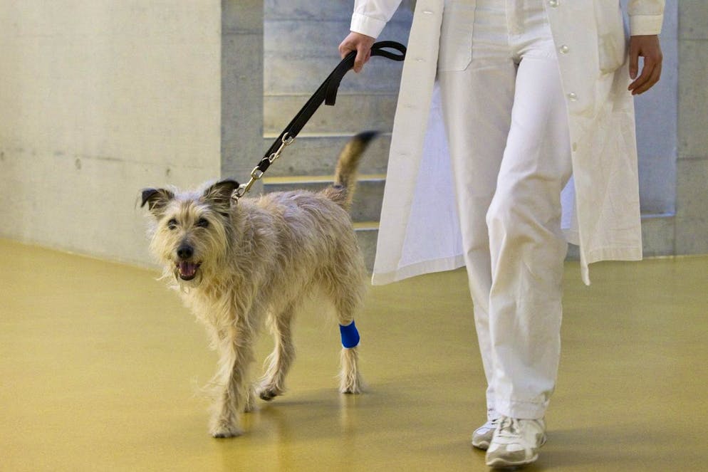 Immagine d'illustrazione/foto d'archivio.