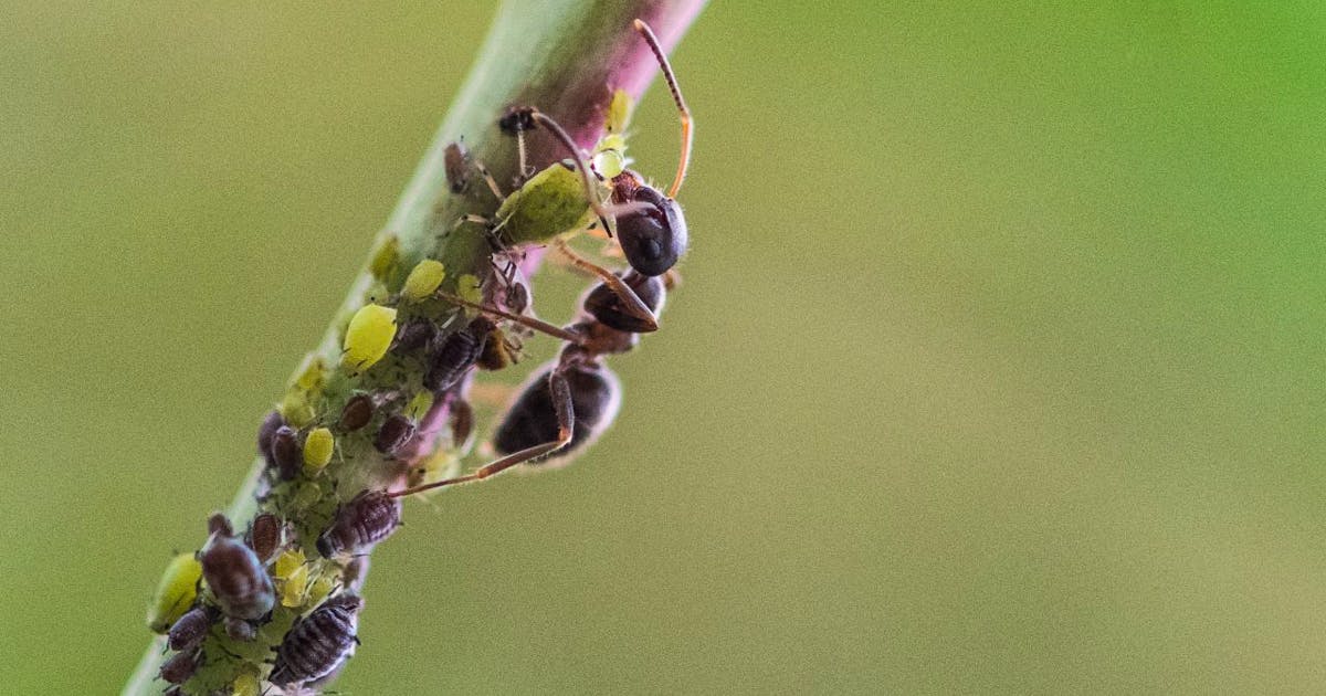 Waar ontdek je nieuwe soorten mieren?