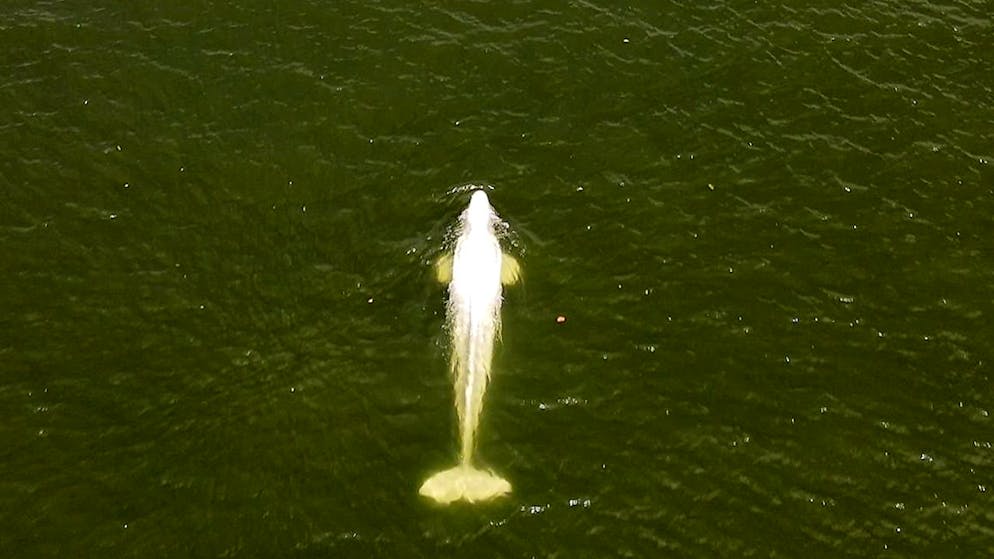 Le beluga se trouvait lundi dans un état stationnaire.