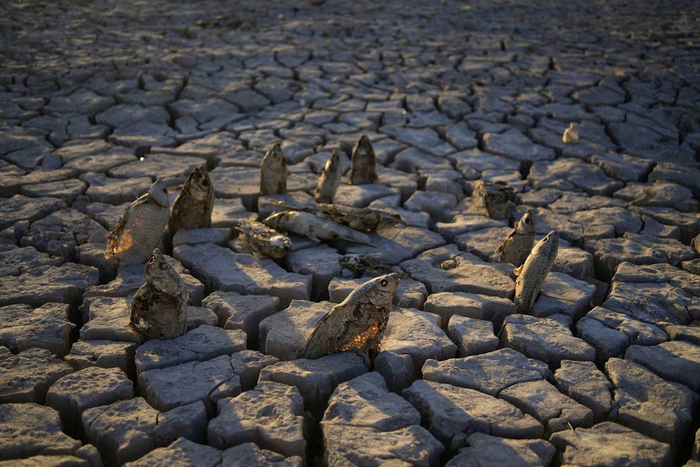 Lac Mead. Des poissons morts et desséchés disposés par un visiteur de la zone de loisirs nationale du lac Mead dépassent de la boue craquelée, mardi 28 juin 2022.