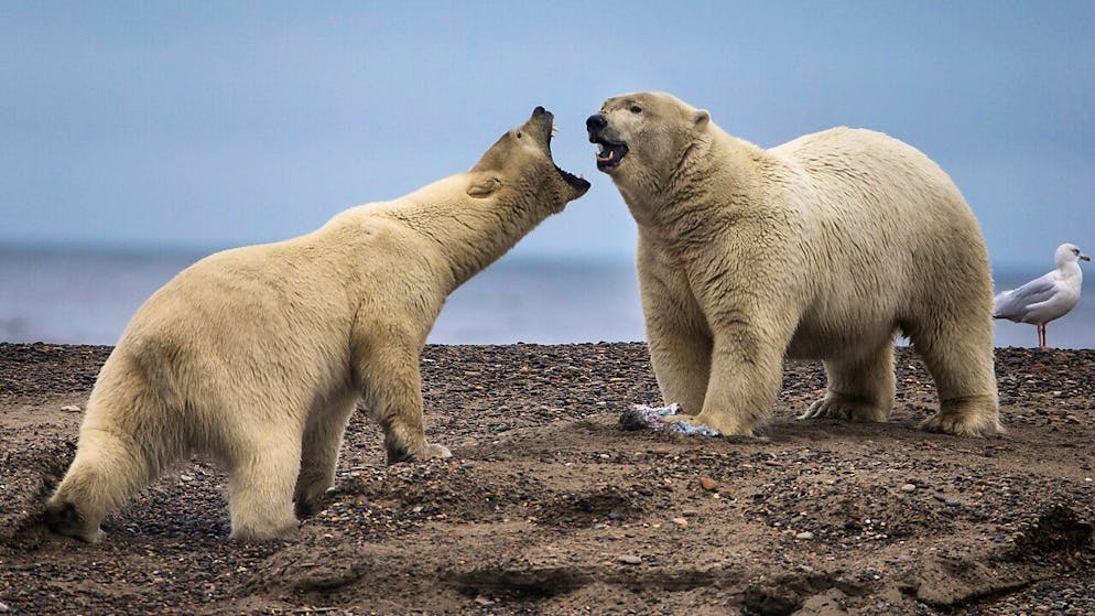 Dal 1971, sei persone sono state uccise in attacchi di orsi polari nell'arcipelago delle Svalbard. (Immagine d'archivio)