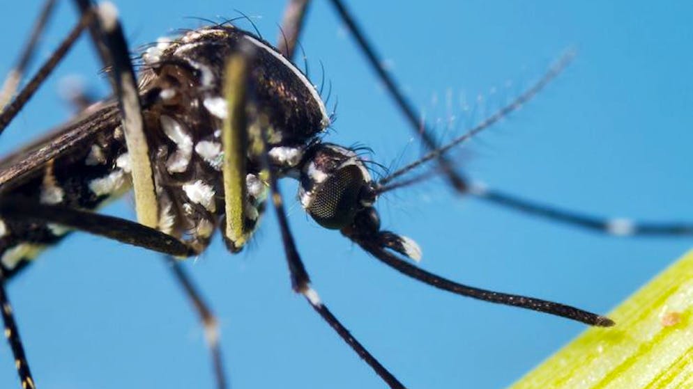 Folgen des Klimawandels. Europa muss mit gefährlichen Stechmücken leben lernen