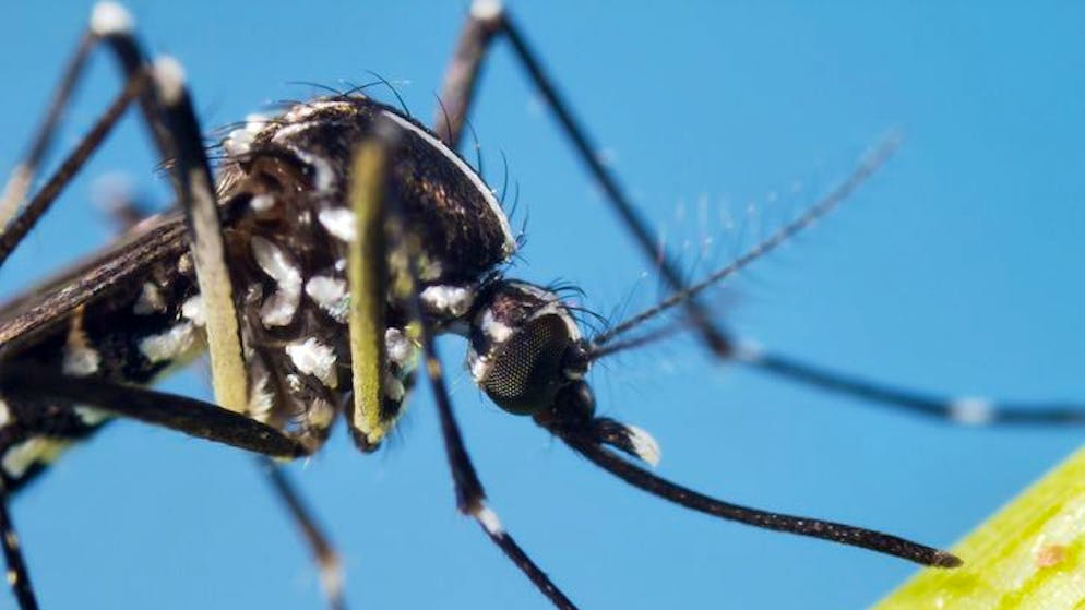 Extreme Close Up on Asian Tiger Mosquito (Aedes Albopictus) Sensor at 4X Lifesize