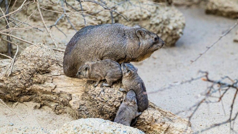 Allo zoo di Basilea cresce la popolazione di iraci del Capo (o procavie delle rocce). Tuttavia, solo quattro dei sei feti sono nati vivi, e in seguito uno dei piccoli è stato soppresso perché troppo debole per seguire subito la madre e i fratellini.