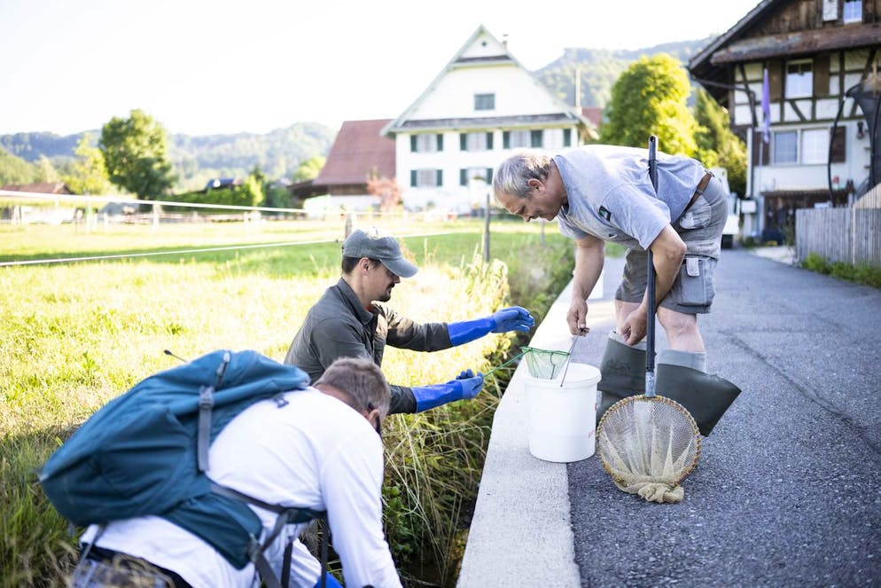 Fischereiaufseher fischen Bachforellen aus dem Heischer Dorfbach in Hausen am Albis. Die Fische werden wegen des tiefen Pegelstandes umgesiedelt.