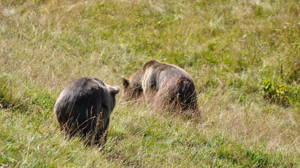 Erstes Treffen von Jamila und Meimo. «Im Bärenland haben die Weibchen die Hosen an»