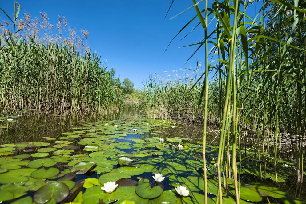 La réserve de la Grande Cariçaie et la rive sud du Lac de Neuchâtel photographiés au Centre Pro Natura de Champ-Pittet. (archives)