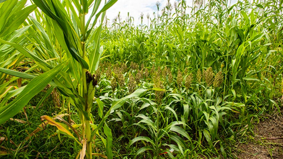 Agroscope sta testando le proprietà agronomiche e le qualità foraggere del sorgo, una graminacea africana