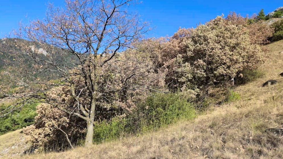 Der Schweizer Wald steht unter Dürrestress: Verbraunte Bäume, wie diese Flaumeiche im Unterwallis, sieht man in diesem Sommer wieder häufiger.