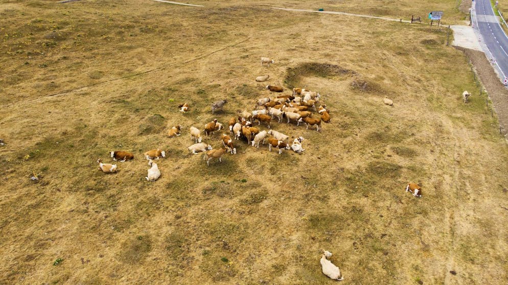 Une cinquantaine de vaches ont péri en août 2022 après avoir ingéré de jeunes pousses de sorgho en Italie (photo d’illustration).