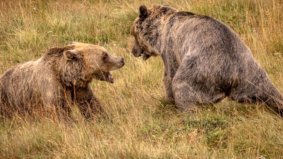 Amelia und Sam im Arosa Bärenland. Sie nimmt es mit ihm auf, doch das geht ihm zu weit