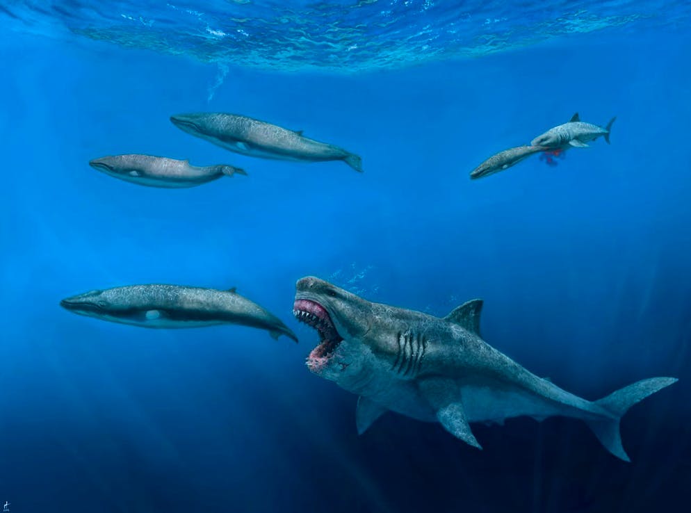 This illustration by J.J. Giraldo depicts the 16-meter (52-foot) Otodus megalodon shark that predated the 8-meter (26-foot) Balaenoptera whale in the Pliocene epoch, between 5.4 to 2.4 million years ago.  In the right background, the 4 m (13 ft) Carcharodon shark fishes a 2.5 m (8 ft) juvenile from a whale pod.  A study published Wednesday, August 17, 2022, in the journal Science Advances, shows that the giant megalodon shark that roamed the oceans millions of years ago could have devoured a creature the size of a killer whale in just five bites.  (JJ Giraldo via AP)