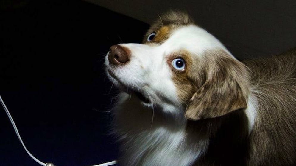 Wiedersehen mit Bezugspersonen. Auch Hunde weinen vor Freude