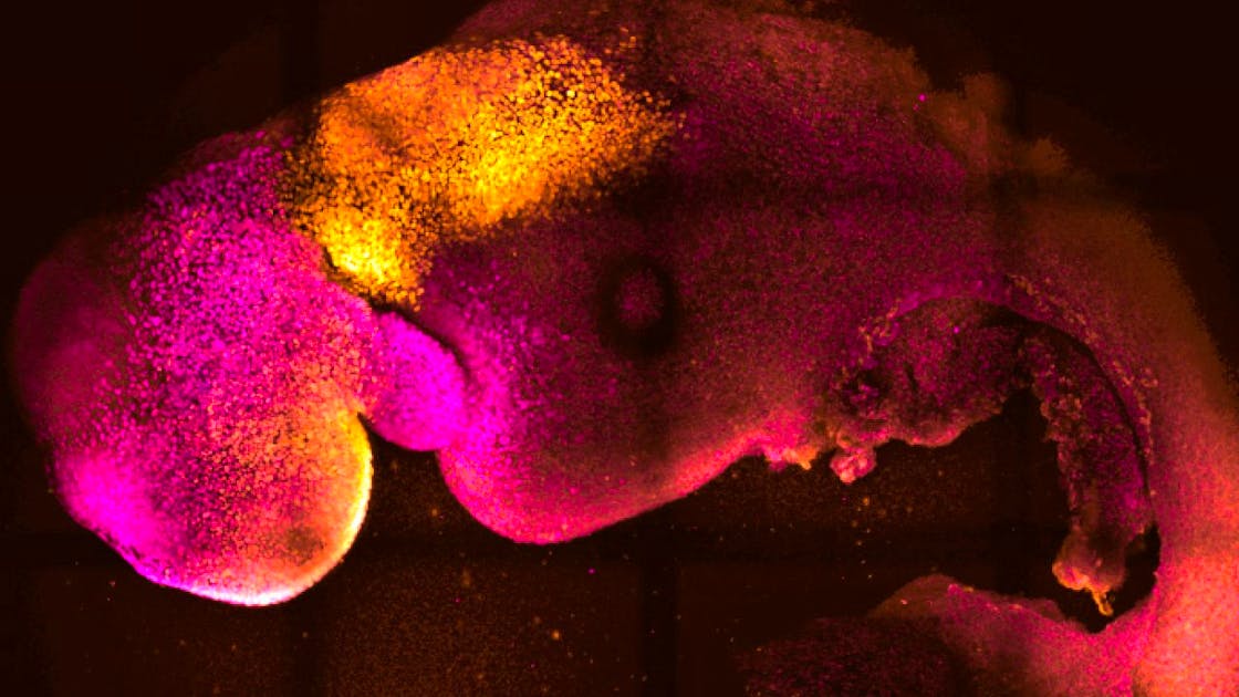 Ciências.  O primeiro feto de rato artificial com coração batendo.