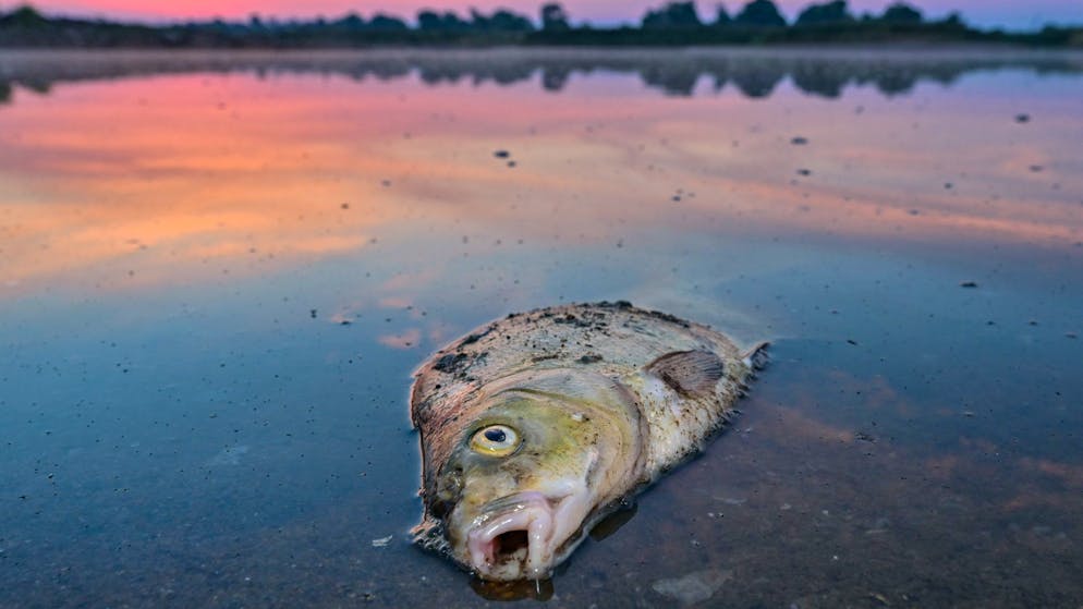 Schweizer lebt an der Oder. «Überall lagen tote Fische»